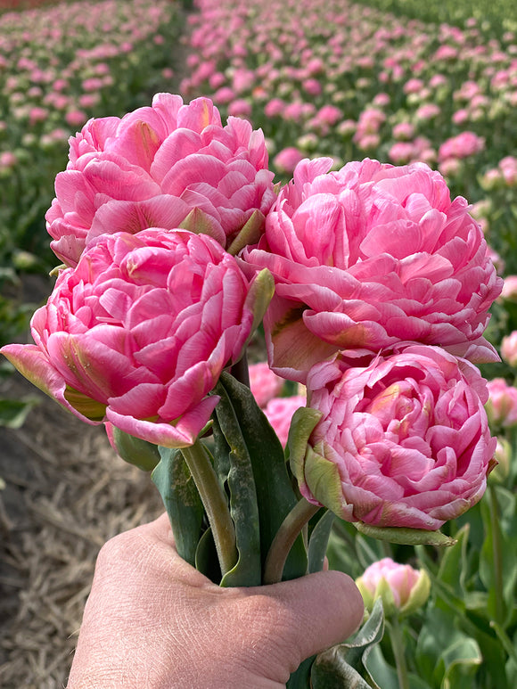 Tulipe Strawberry Cream