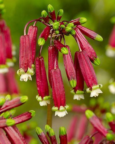 Dichelostemma Ida-Maia - Firecracker flower