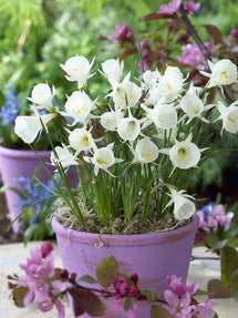 Jonquille naine Bulbocodium White Petticoat