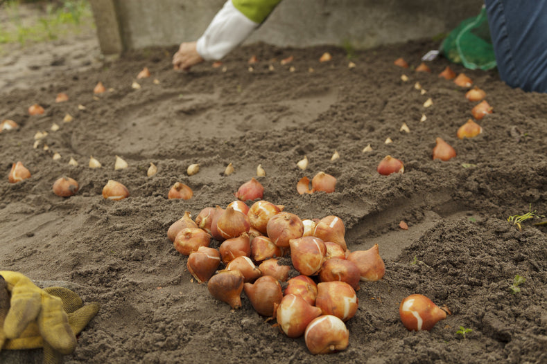 Peut-on planter des bulbes en hiver ?