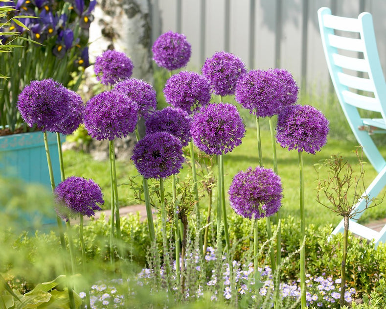 Guides de culture : Comment cultiver les bulbes d’allium