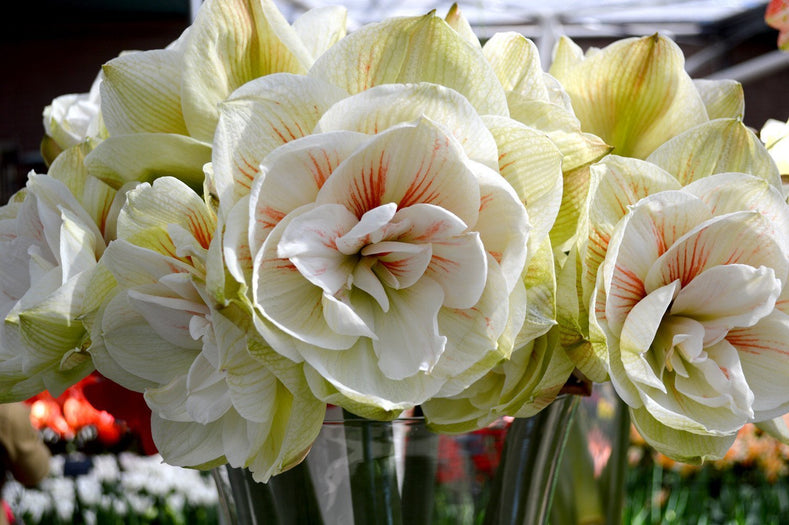 Guides de culture : Comment cultiver les amaryllis