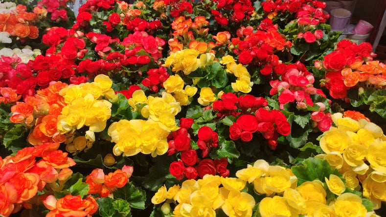 Guide de culture : Comment cultiver les Bégonias