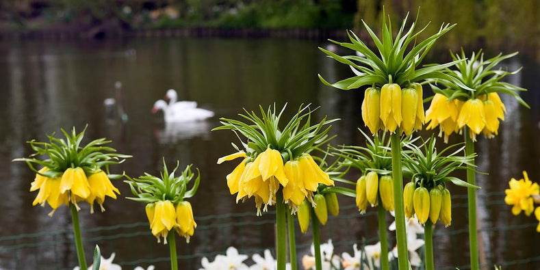 Guides de culture : Comment cultiver les bulbes de fritillaria