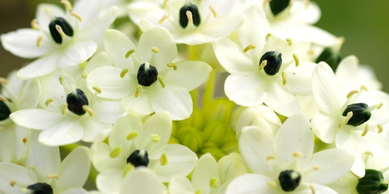 Guides de culture : Comment cultiver l’ornithogalum (Starflower d’Arabie)
