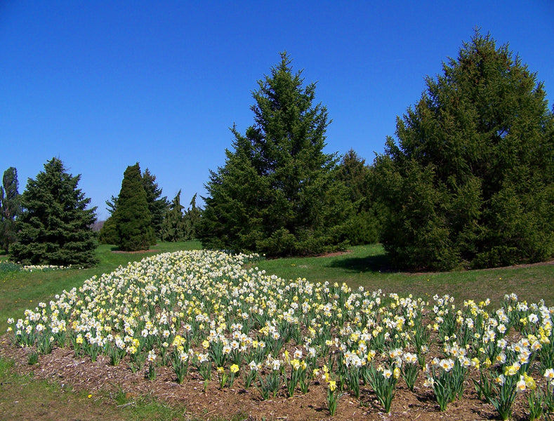 Adaptation des jonquilles dans l’herbe