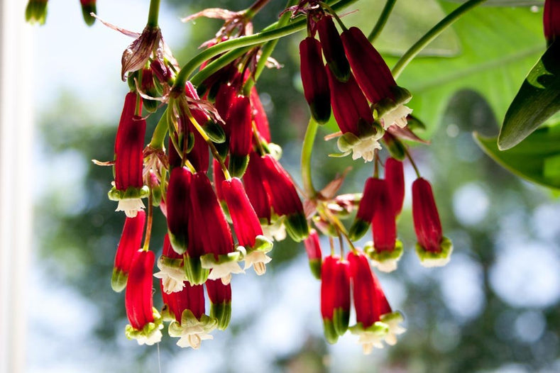 Guides de culture : Comment cultiver le dichelostemma (Firecracker Flower)