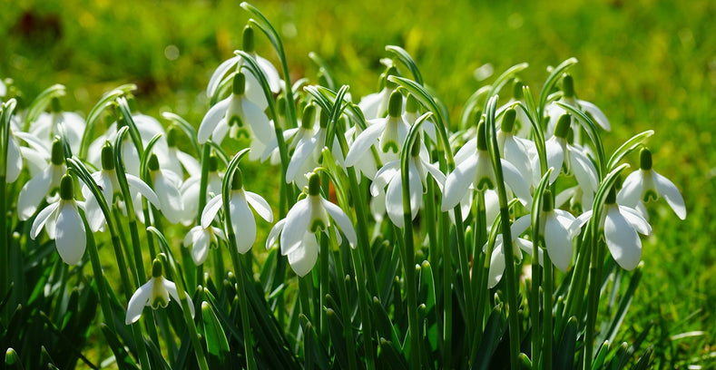 Réveillez votre jardin avec des bulbes à floraison très précoce