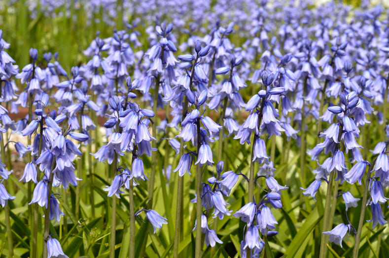 Guides de culture : Comment cultiver les jacinthoides (campanules espagnoles)