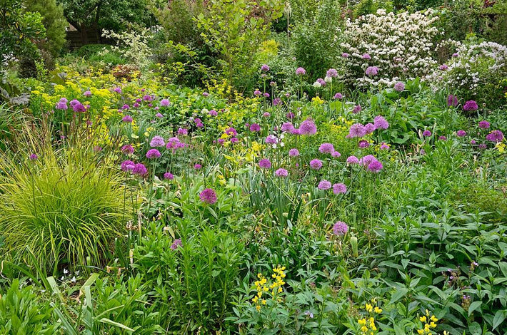 Bulbes ornementaux –Les alliums dans les bordures de jardin