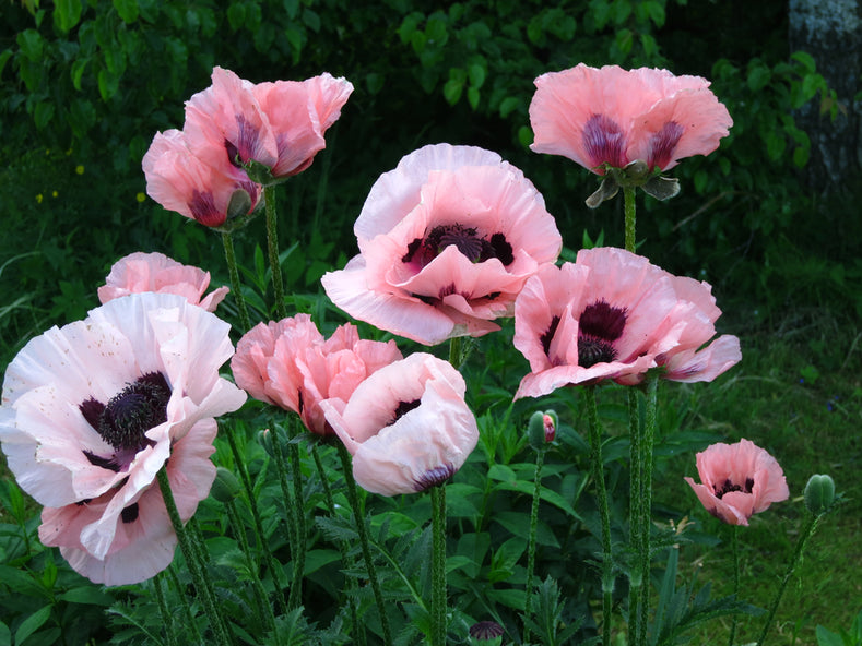 Guide de culture : Comment cultiver le Papaver