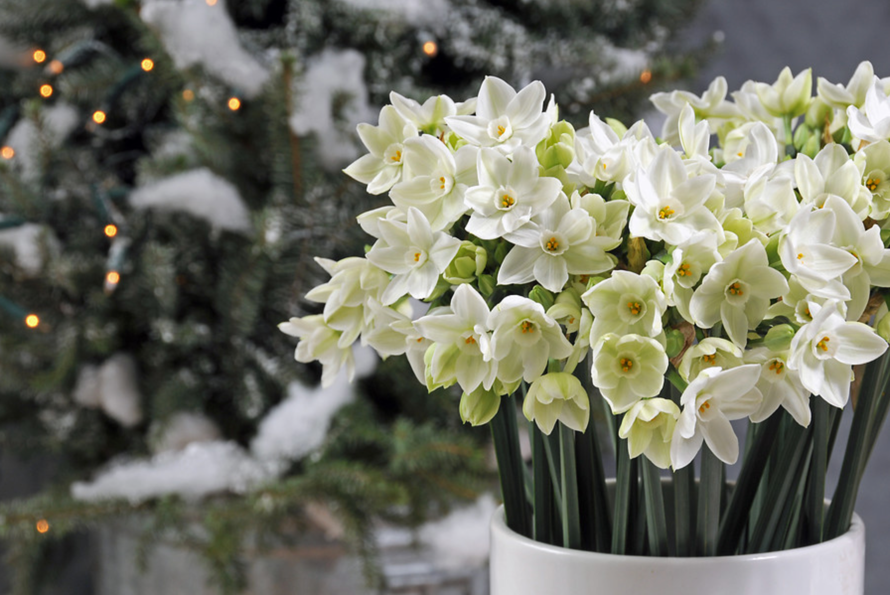 Comment cultiver le paperwhite | DutchGrown™