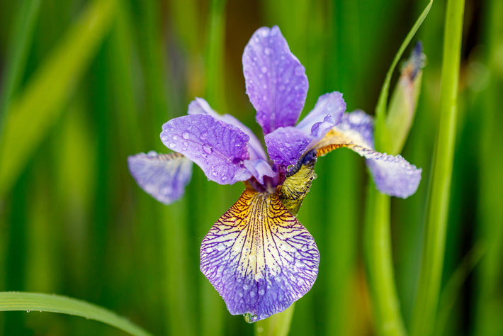Guide de culture : Comment cultiver l'iris