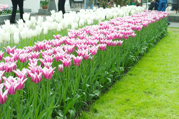 Groupe des Tulipes à fleurs de lys