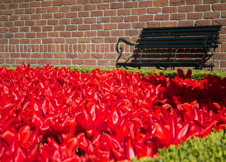Tulipes rouges