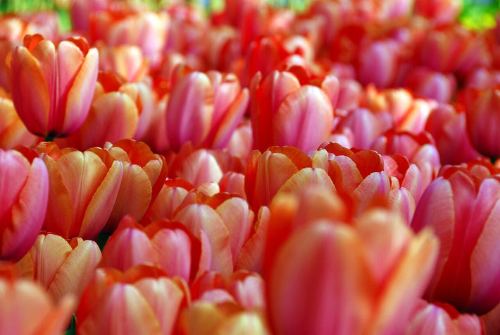 Tulipes du groupe Darwinhybrid – Audacieuses et belles