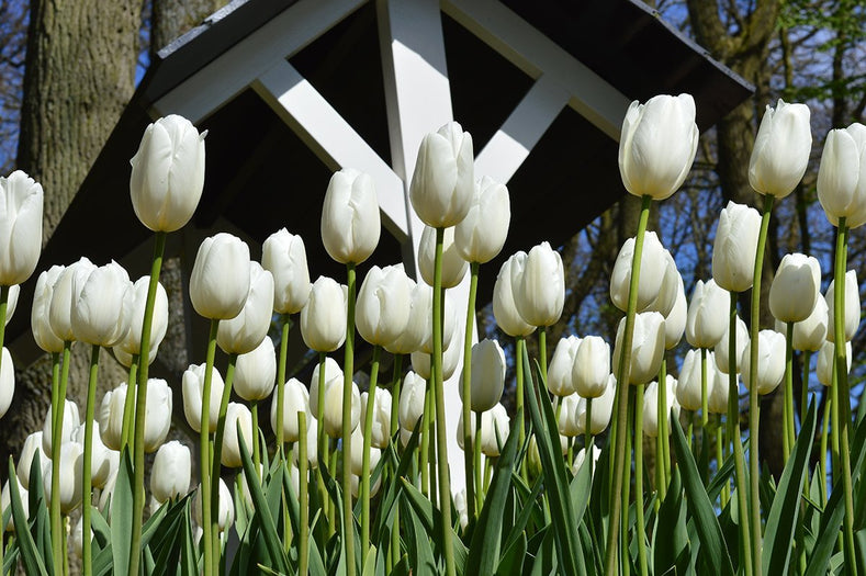 Les tulipes hautes