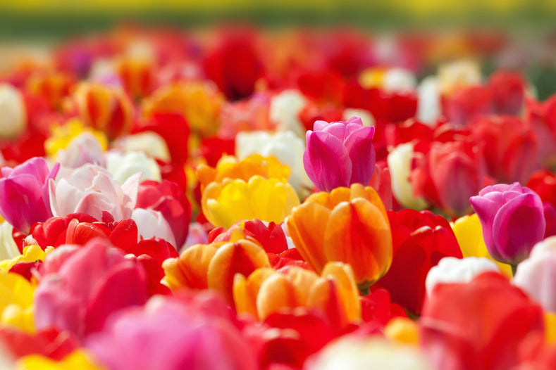 Utilisation et choix des tulipes dans les jardins