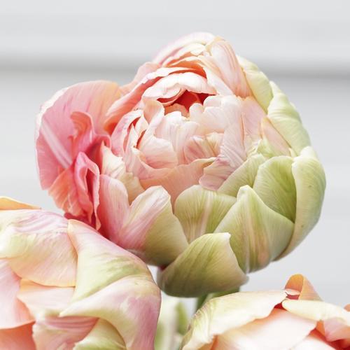 Tulipe Renown Unique | DutchGrown™