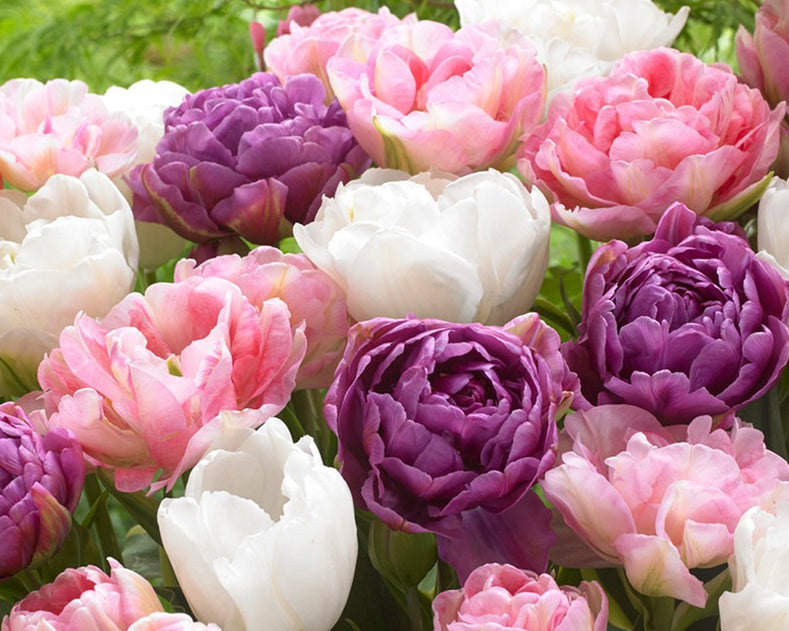 Un guide simple pour cultiver de belles tulipes à partir de bulbes