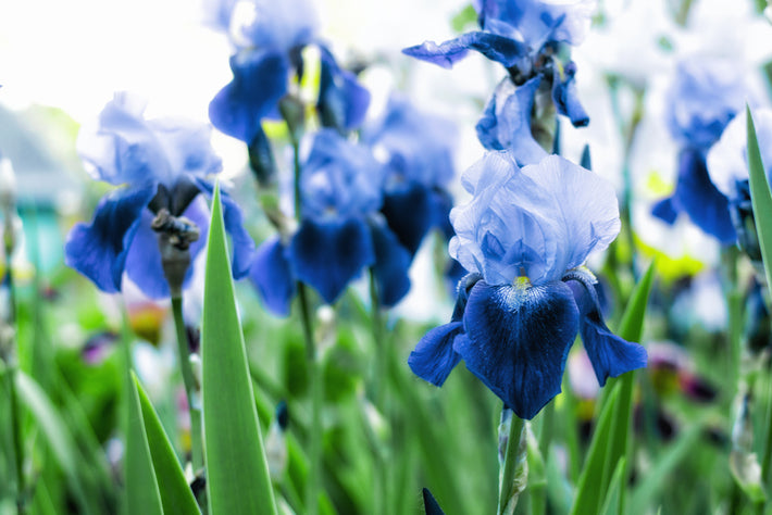 Guide de culture : Comment planter l'iris des jardins (l'Iris barbu)