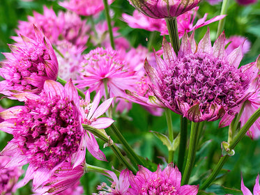 Dahlias