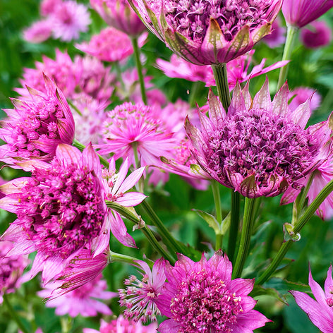 Astrance (Astrantia) Acheter Astrantia racines nues