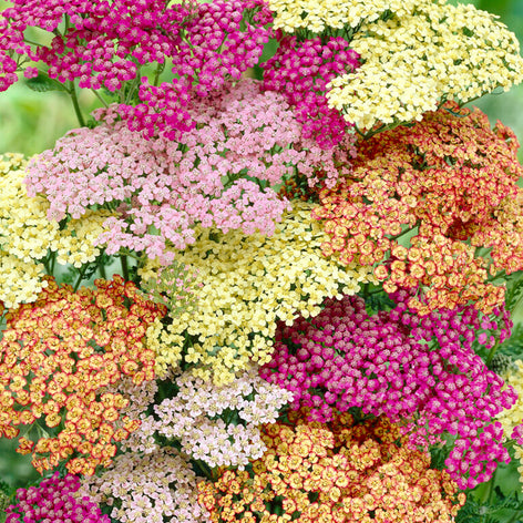Achillea (Achillée) Achillée Racines Nues Plantes Vivaces