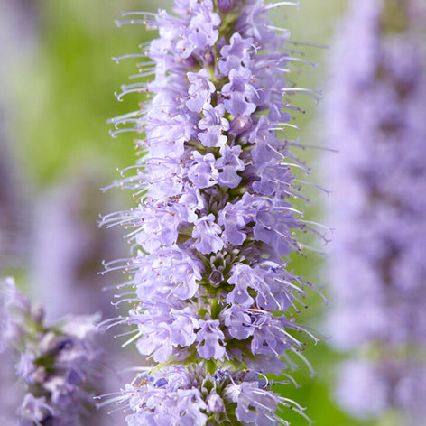 Agastache Agastache