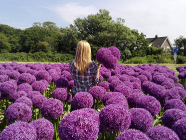 bulbes de tulipes