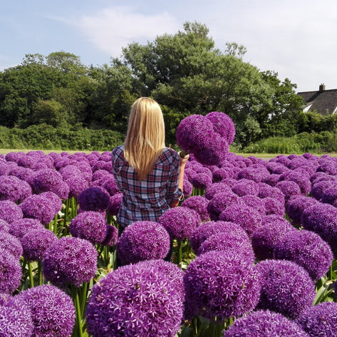 bulbes d’allium