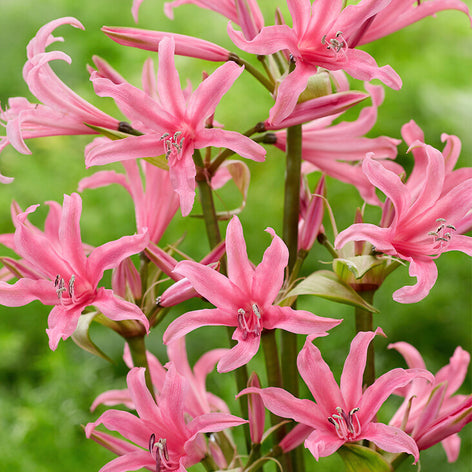 Amarine Acheter Amarine