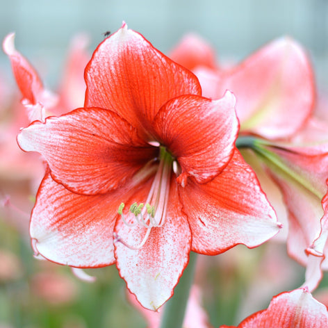 Amaryllis bulbes d’amaryllis