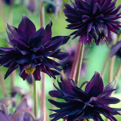 Ancolie (Aquilegia) Ancolie (Aquilegia)