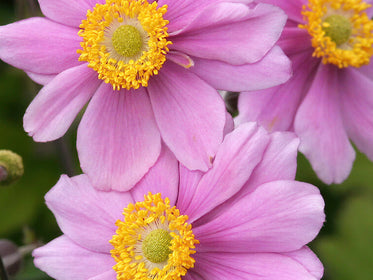 Dahlias - Bulbes à Fleurs
