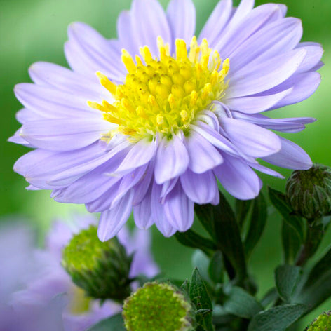 Aster Aster Racines nues