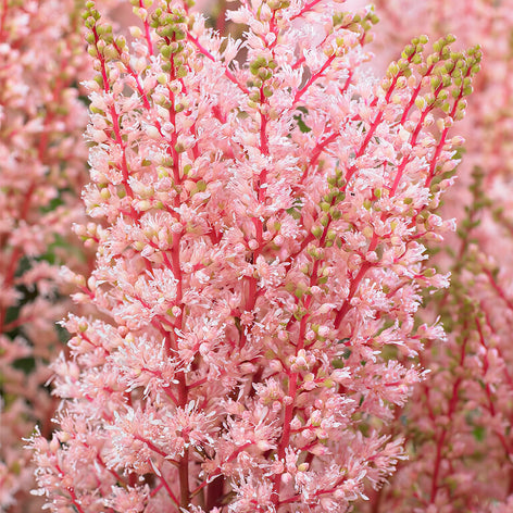Astilbes (Fausse spirée) Astilbes (Fausse spirée)