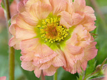 Dahlias
