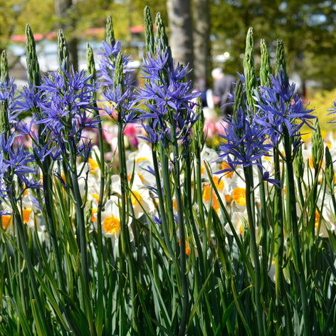 Camas, lys de camas, quamash, jacinthe d’Inde, camash, Camass de Leichtlin