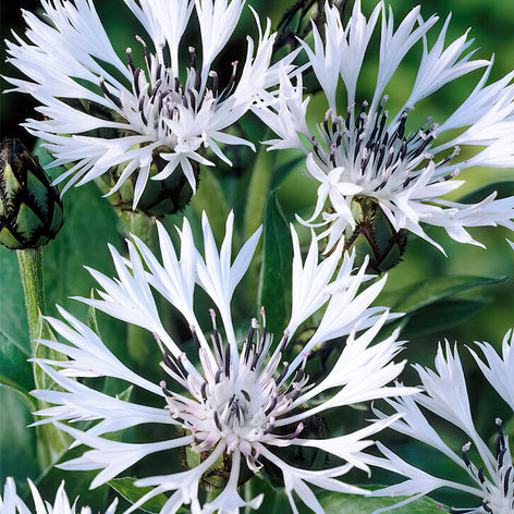 Centaurées (Centaurea) Vente de Centaurée (Centaurea) - Vente Vivaces
