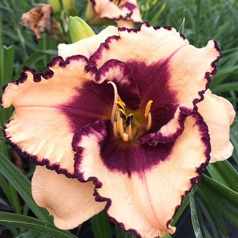 Hémérocalle (Hemerocallis) Hémérocalle (Hemerocallis)