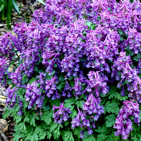 Corydalis solida Corydalis solida