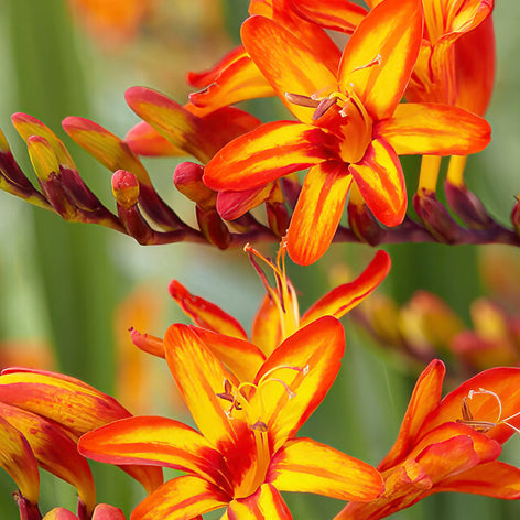 Crocosmia (Montbrétia) Crocosmia (Montbrétia) Racines nues
