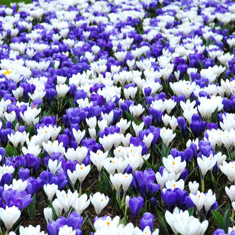 Crocus Bulbes de fleurs crocus