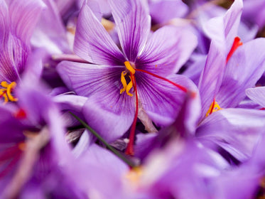 bulbes de tulipes