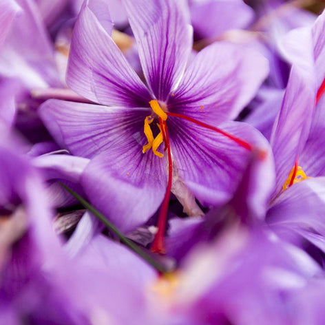 Crocus Sativus (Crocus de safran)