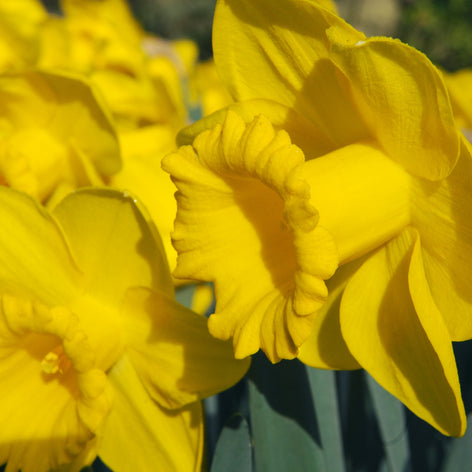 Achat des Jonquilles ou Narcisses