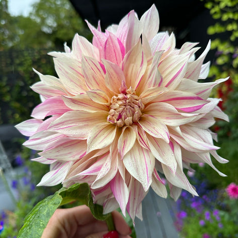 Dahlias Dahlias - Bulbes à Fleurs