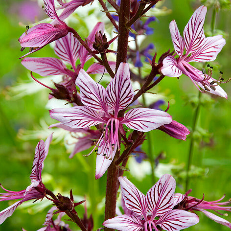 Dictamnus (Fraxinelle) Fraxinelle Racines nues