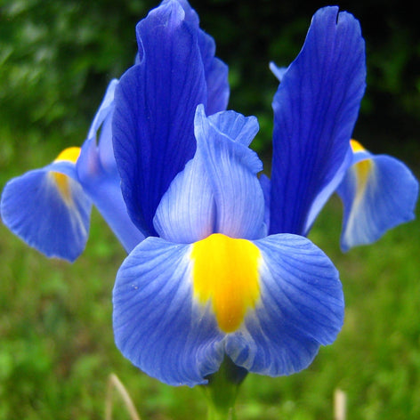 Iris Flower Bulbs